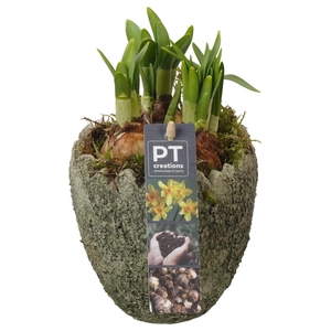 4469 X8 GREEN EGG TETE