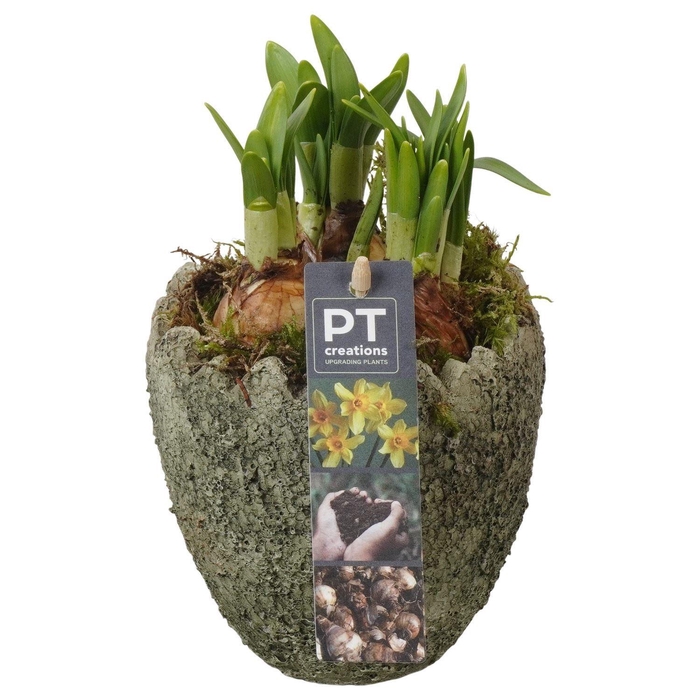 <h4>4469 X8 GREEN EGG TETE</h4>