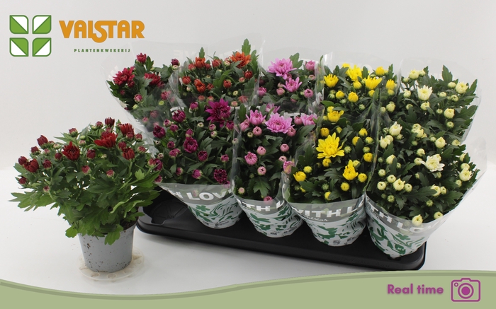 <h4>CHRYS GEM 7 KL</h4>