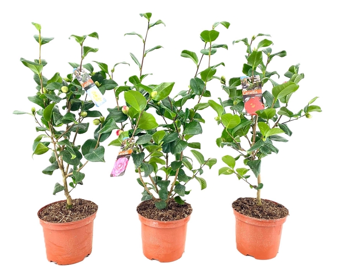 <h4>Camellia japonica</h4>