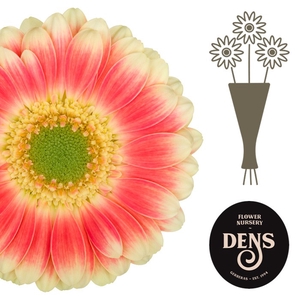 Germini Tompouce Water