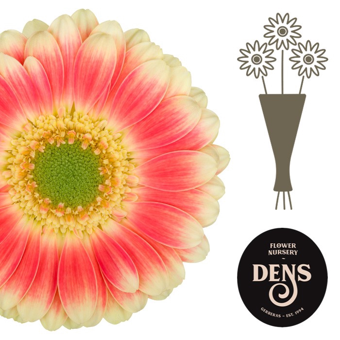 <h4>Germini Tompouce Water</h4>