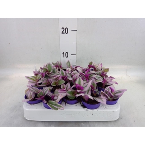 Tradescantia cerinth. 'Nanouk'