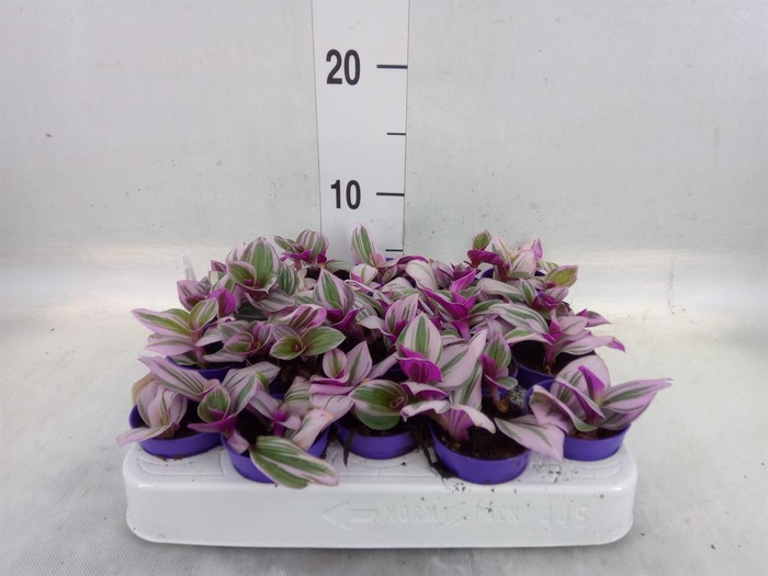 <h4>Tradescantia cerinth. 'Nanouk'</h4>