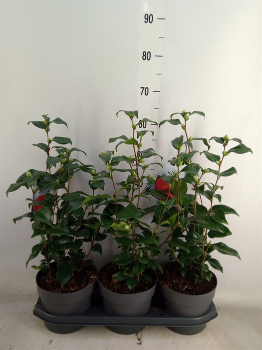 <h4>Camellia reticulata 'Mary Williams'</h4>