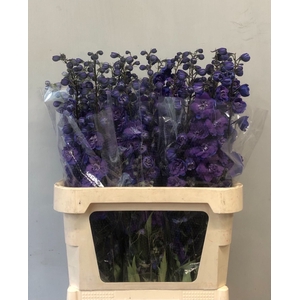 Delphinium Christel