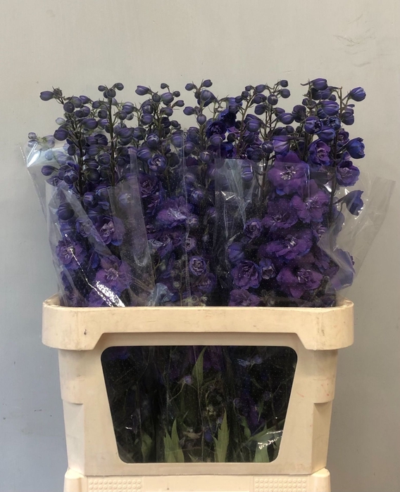 <h4>Delphinium Christel</h4>