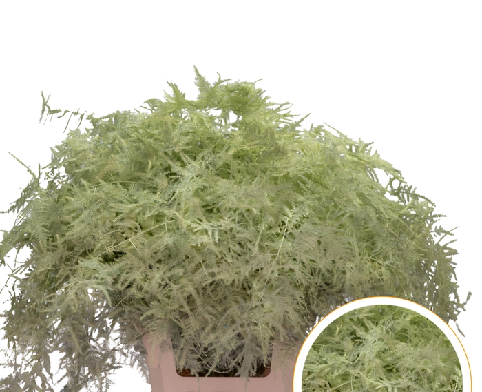<h4>Asparagus Ex Veren Cream x50</h4>