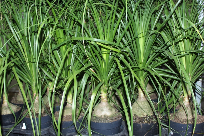 <h4>BEAUCARNEA P17</h4>