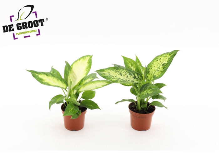 <h4>Dieffenbachia mix</h4>