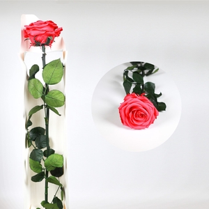 Rose on stem xl bulk 55cm fuchsia