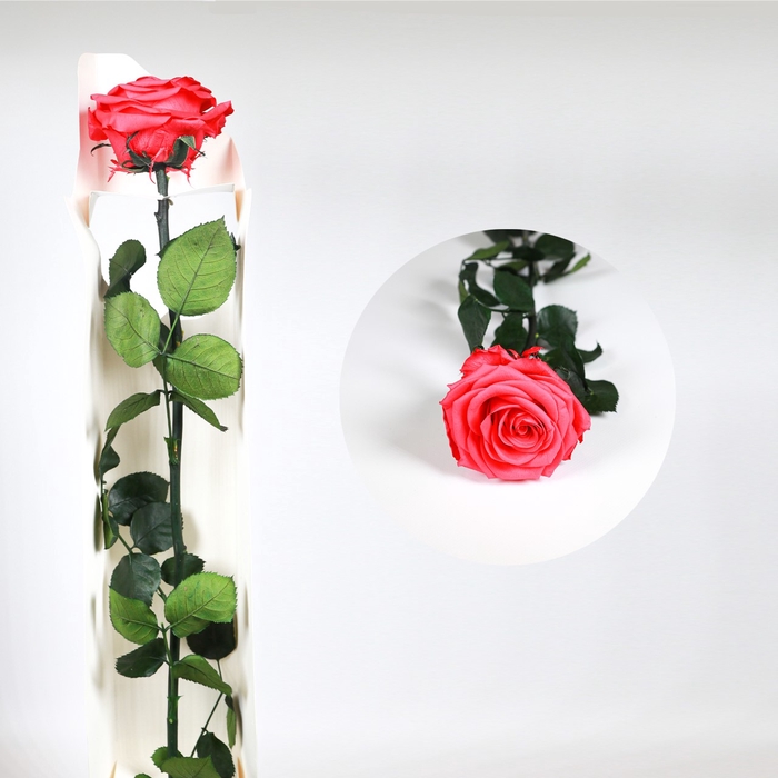 <h4>Rose on stem xl bulk 55cm fuchsia</h4>