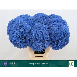 Hydrangea  'Pimpernel'