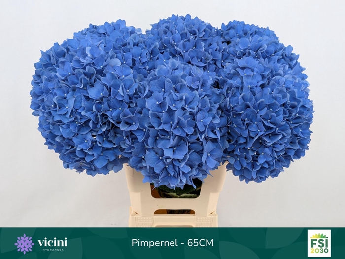 <h4>Hydrangea  'Pimpernel'</h4>