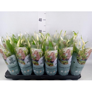 Spathiphyllum 'Chopin'
