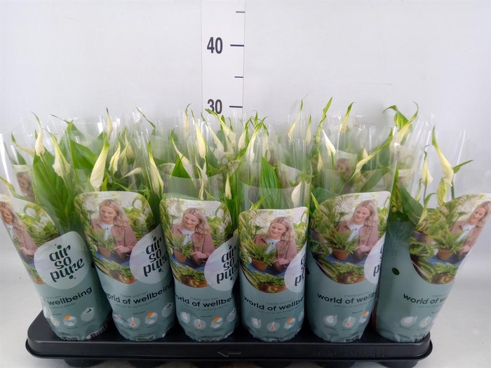 <h4>Spathiphyllum  'Chopin'</h4>