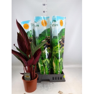 Stromanthe sanguin. 'Stripestar'