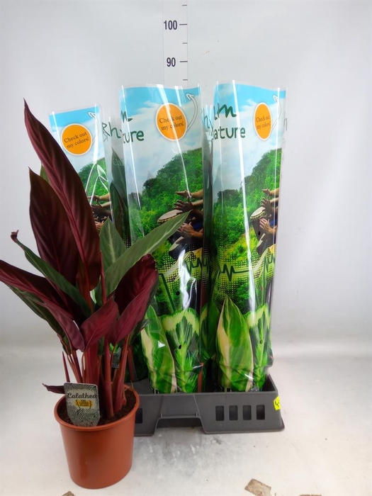 <h4>Stromanthe sanguin. 'Stripestar'</h4>