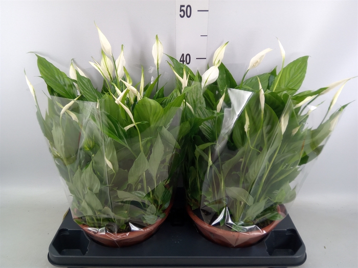 <h4>Spathiphyllum  'Bellini'</h4>