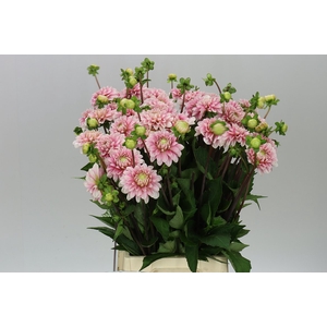 Dahlia Strawberry Cream