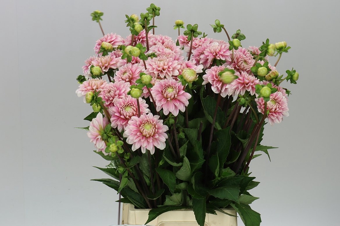 <h4>Dahlia Strawberry Cream</h4>