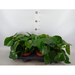Peperomia polybotrya 'Raindrop'