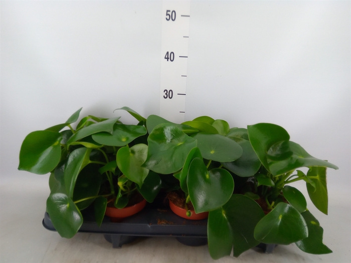 <h4>Peperomia polybotrya 'Raindrop'</h4>