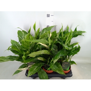 Spathiphyllum  'Diamond'