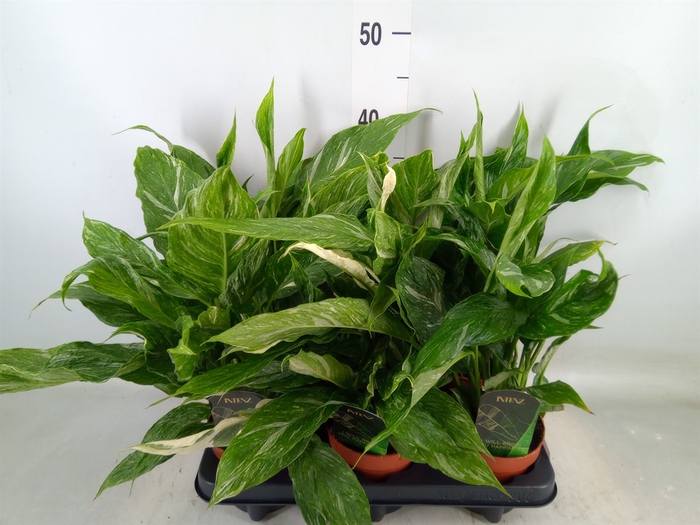 <h4>Spathiphyllum  'Diamond'</h4>