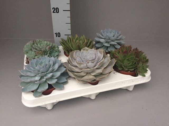 <h4>Echeveria   ...mix</h4>