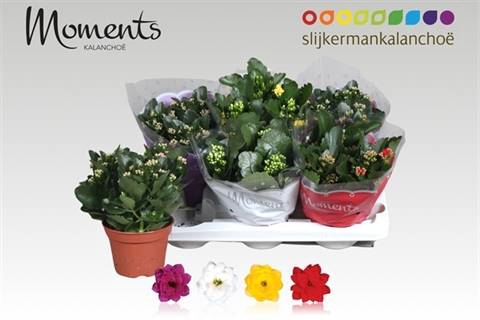 <h4>KALAN CALAN MIX MOMENTS P15</h4>