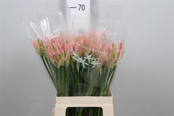 <h4>Ne Bo Vesta K</h4>