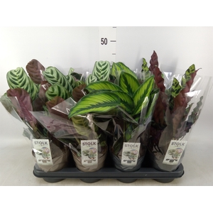 Calathea   ...mix 4
