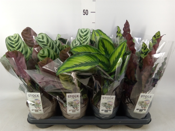<h4>Calathea   ...mix 4</h4>