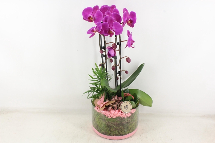 <h4>arr2 PL - Glas cilinder phal. paars</h4>