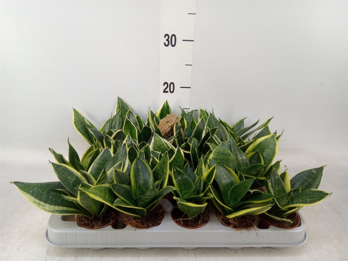 <h4>Sansevieria trifa. 'Golden Hahnii'</h4>