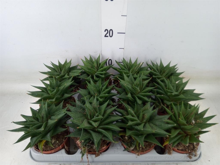 <h4>Haworthia limifolia</h4>