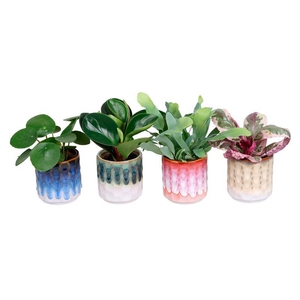 L 67478 W. GREEN MIX 6 CM