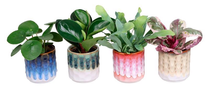 <h4>L 67478 W. GREEN MIX 6 CM</h4>