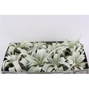 Tillandsia Xeropgraphica X8
