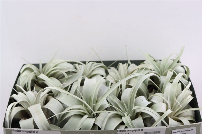<h4>Tillandsia Xeropgraphica X8</h4>