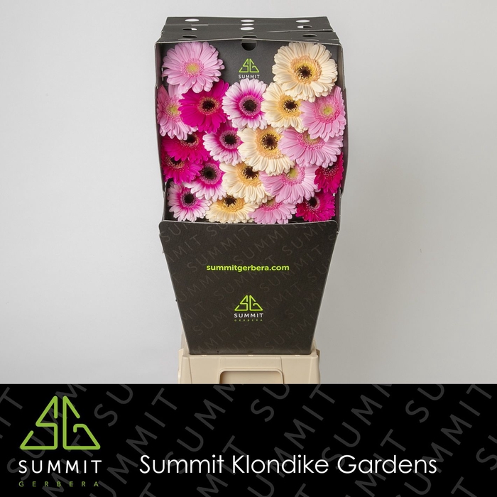 <h4>Germini Mix Dream Fantasia Diamond per kaart</h4>