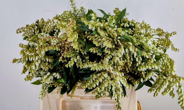 <h4>PIER JA CUPIDO PB</h4>