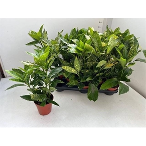 Aucuba J Variegata