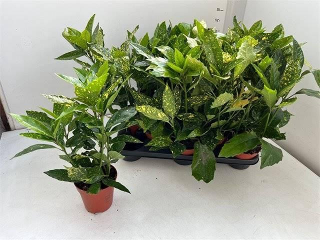 <h4>Aucuba J Variegata</h4>