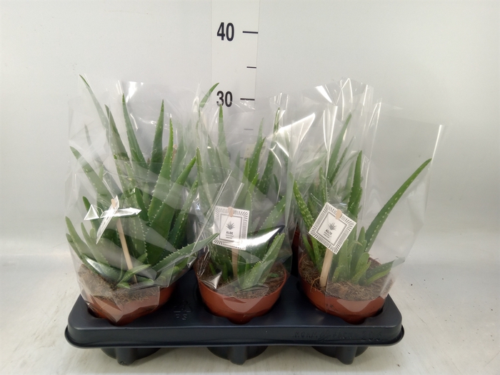 <h4>Aloe  'Mistral'</h4>