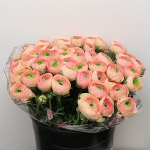 Ran Su Sr Honey Super