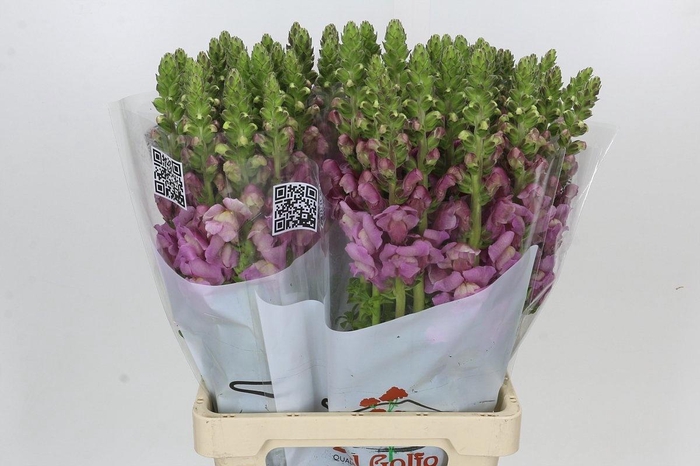 <h4>ANTIR POTO LAVEND</h4>