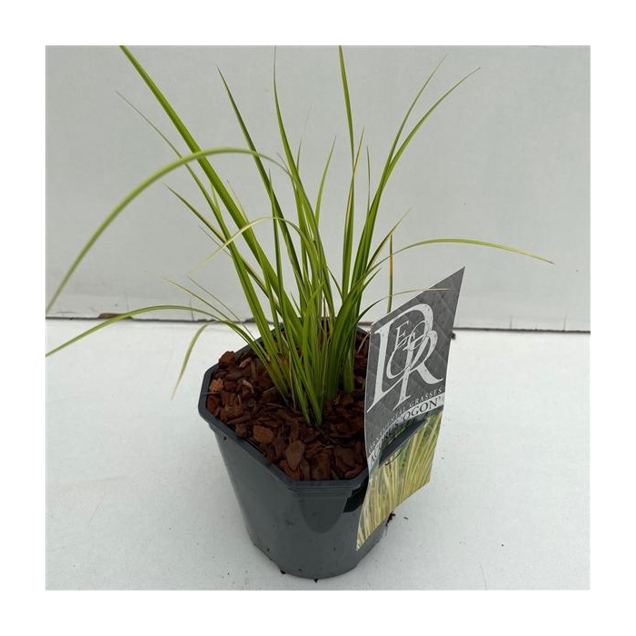 <h4>Acorus 'Ogon'</h4>