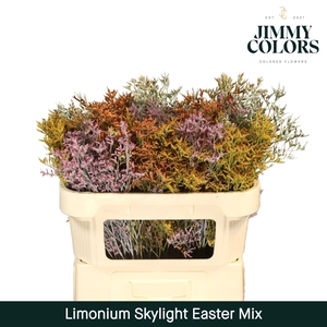 Limonium Skylight L70 Easter mix